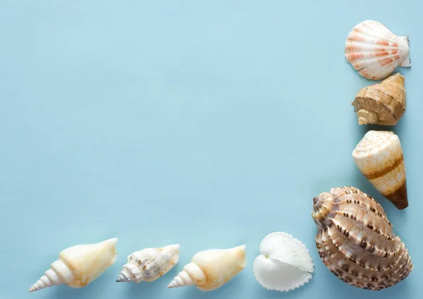 Seashells on a sheet of shaggy paper — Stock Photo, Image
