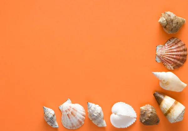 毛むくじゃらの紙のシート上の貝殻 — ストック写真