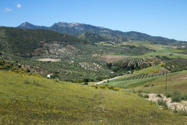 Mayıs ayında Ronda kasabası yakınlarında tipik Endülüs manzarası