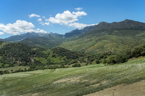 Typowy andaluzyjski krajobraz w pobliżu miasta Ronda w maju — Zdjęcie stockowe