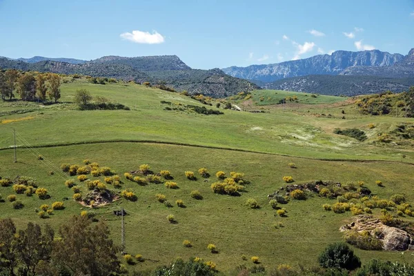 Tipico paesaggio andaluso vicino alla città di Ronda a maggio — Foto Stock