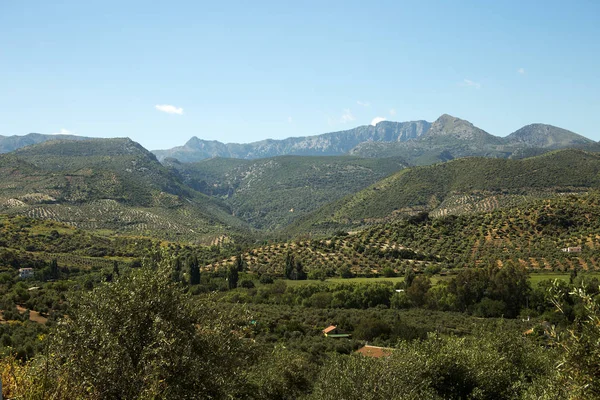 Paisaje típico andaluz cerca de la ciudad de Ronda en mayo — Foto de Stock