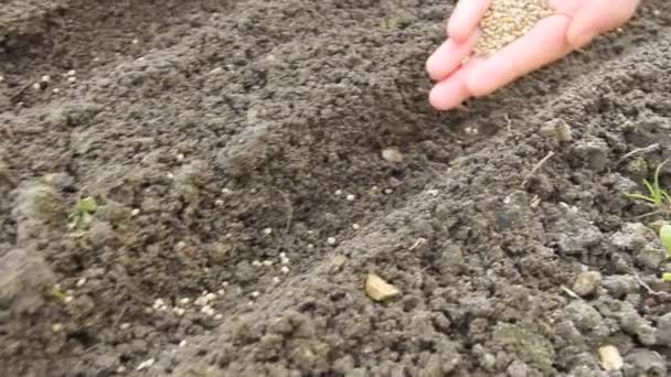 Посеять Семена Ряд — стоковое видео