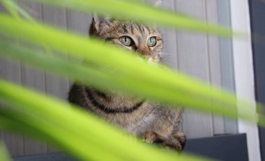 kedi arkasında yeşil yapraklar