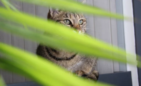 Кіт Зеленим Листям — стокове фото
