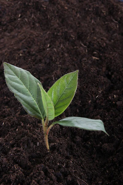 Single Young Tree Growing Fertile Soil — Stock Photo, Image