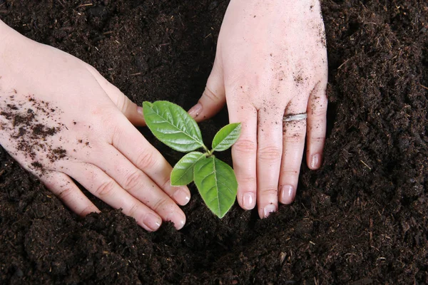 Planting Young Tree Fertile Soil — Stock Photo, Image