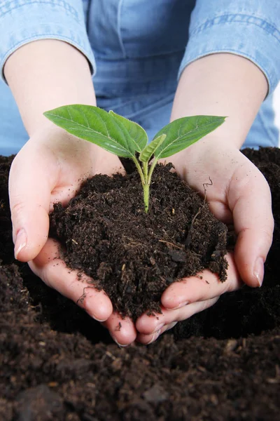 Árbol Joven Las Manos Listo Para Plantar — Foto de Stock