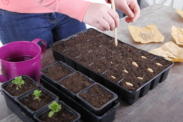 Mulheres Plantando Sementes Legumes Close — Fotografia de Stock