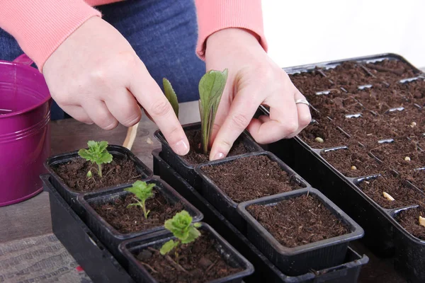 Kvinnor Plantering Unga Marguerite Växt Kruka Närbild — Stockfoto