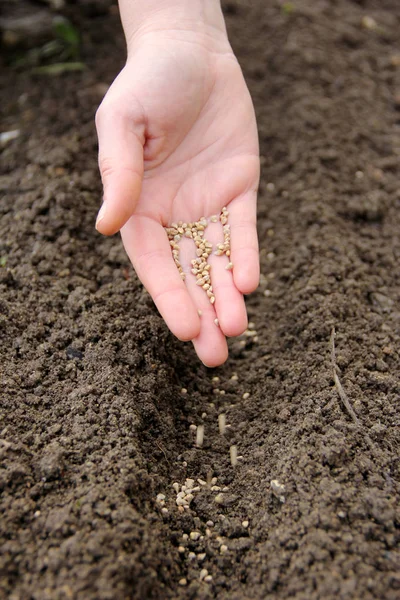 Hand Sowing Seeds Row — Stock Photo, Image