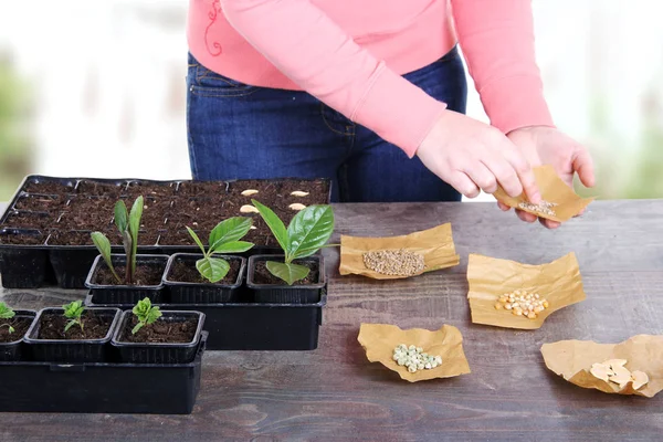 Kvinnor Plantera Grönsaksfrön Växthus Våren — Stockfoto