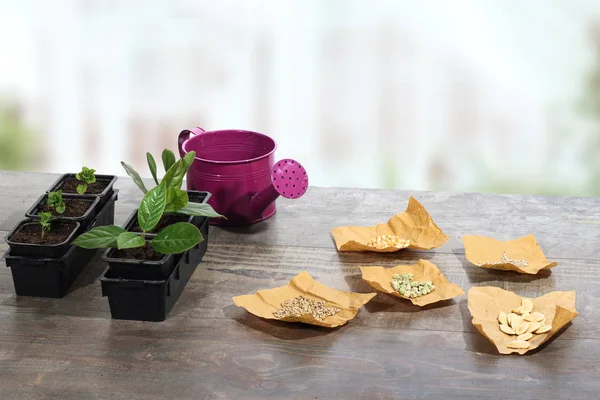 Young Plants Seeds Watering Can Greenhouse — Stock Photo, Image