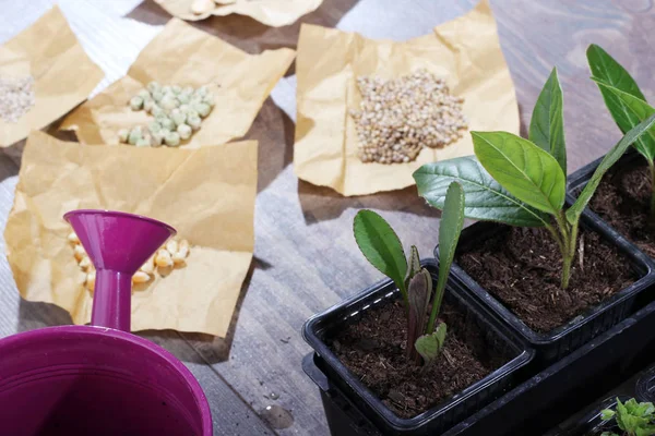 Plantas Jóvenes Semillas Regadera Invernadero Cerca Imagen De Stock