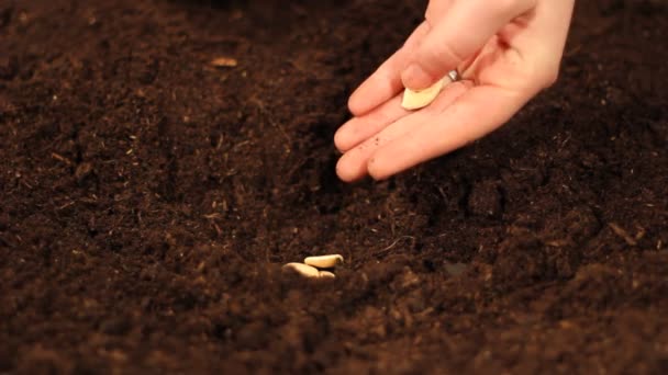 Închiderea Semințelor Plantare Mâinilor Sol Organic — Videoclip de stoc