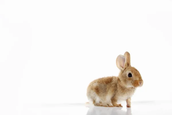 Beyaz arkaplanda izole edilmiş Paskalya tavşanı.