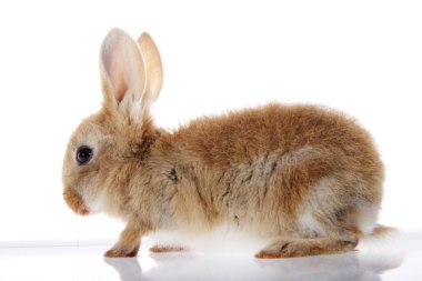 Beyaz arka plan üzerinde izole bir genç yerli bunny tavşan yakın çekim.