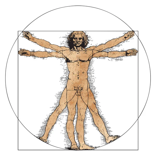 Vitruvian Man by Leonardo Da Vinci — Stock Vector