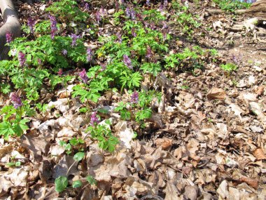 Corydalis bitki bahar