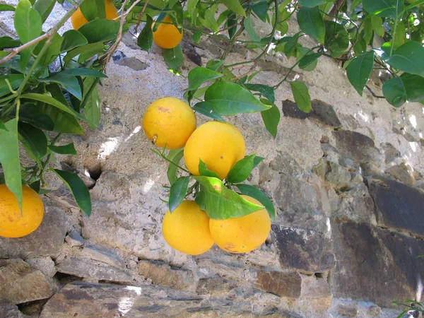 Naranjo en la pared de una casa — Foto de Stock
