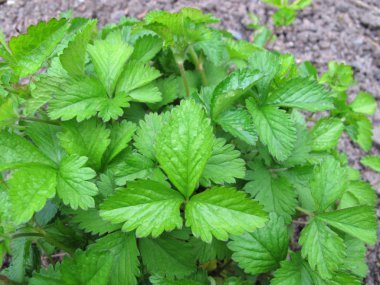 Yanlış çilek, Duchesnea indica