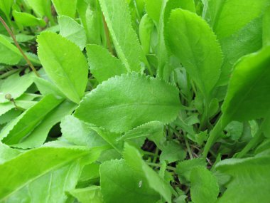 Costmary, pire otu balsamita