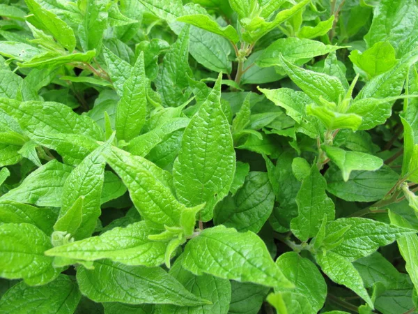 Lichwort, Parietaria officinalis — Stok fotoğraf