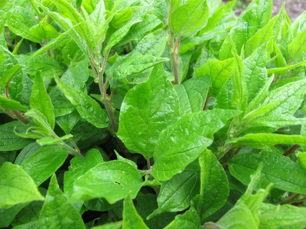 Lichwort, Parietaria lekarska — Zdjęcie stockowe