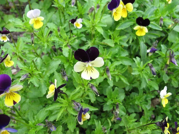 Heartsease z kwiatami, Viola tricolor — Zdjęcie stockowe