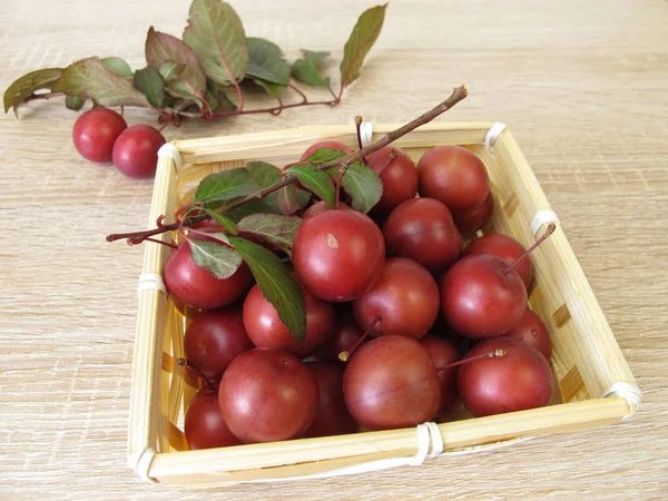 Red cherry plum or myrobalan plum in basket — Stock Photo, Image