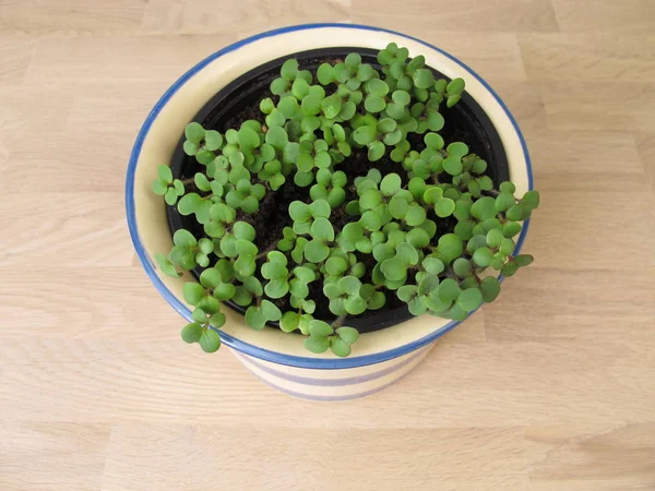 Kräutersetzlinge im Blumentopf — Stockfoto