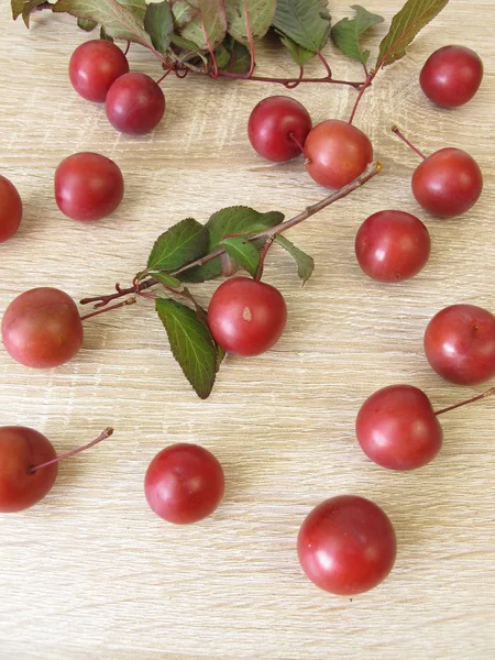 Ramita Con Ciruelas Hojas Cereza Roja — Foto de Stock