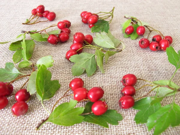 Hawthorn Leaves Und Fruits — Stock Photo, Image