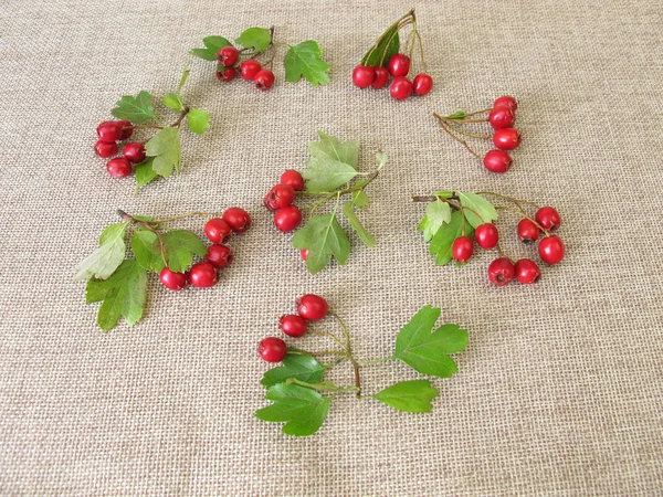 Hawthorn Leaves Und Fruits — Stock Photo, Image