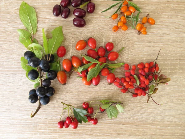 Vilda Frukter Hösten Med Berberis Karneol Körsbär Havet Havtorn Frukt — Stockfoto