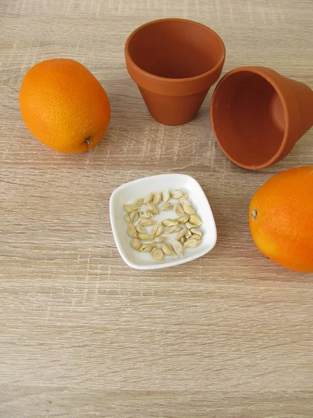 Orangensamen Von Süßen Orangen Für Den Anbau Eines Orangenbaums — Stockfoto