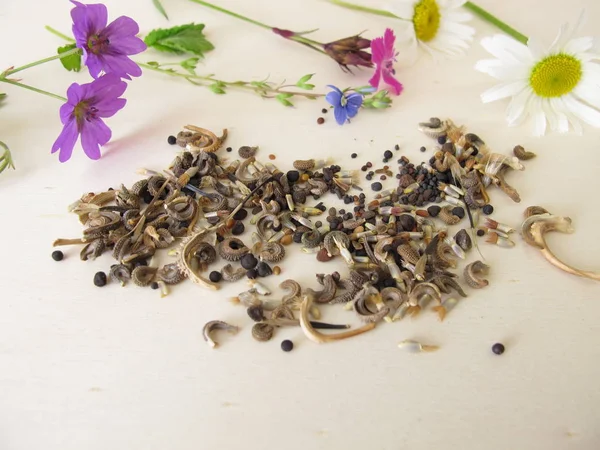 Bee Friendly Seed Mixture Wildflowers Wild Bees Other Insects — Stock Photo, Image