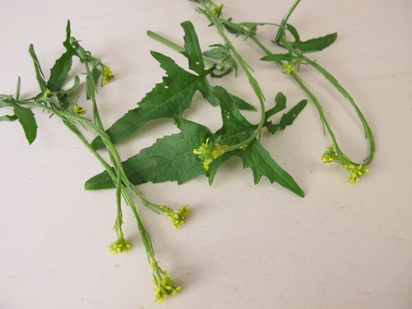 Freshly Picked Hedge Mustard Herbs — Stock Photo, Image