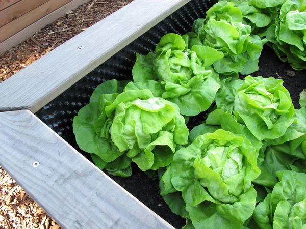 Green Cabbage Lettuce Wooden Raised Garden Bed Made Wood — Stock Photo, Image