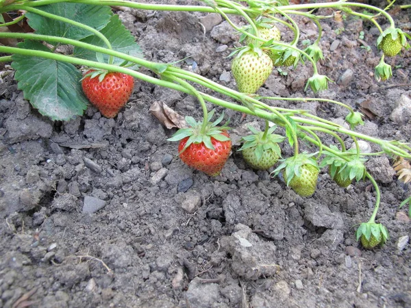 Strawberry Plants Garden Bed Very Dry Soil Drought — Stock Photo, Image