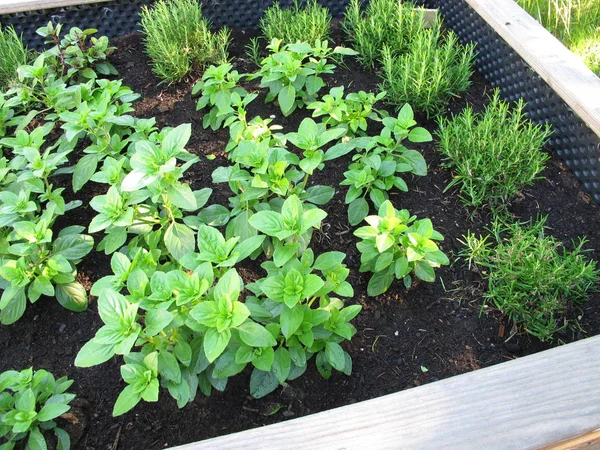 Herbes Basilic Romarin Dans Lit Jardin Surélevé Bois — Photo