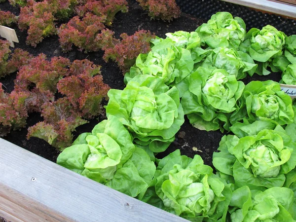 Green Cabbage Lettuce Red Lollo Rossa Raised Garden Bed Made — Stock Photo, Image