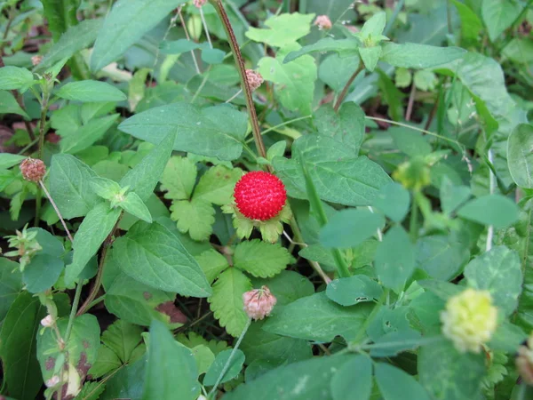 Red Indian Strawberry Potentilla Indica Weeds — Stock Photo, Image