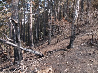 Orman yangını, yanmış orman, yangını takip eden kömürleşmiş manzara.