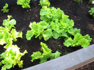 Tahtadan yapılmış bir bahçe yatağında yaprak marul.