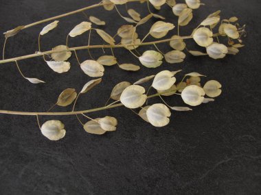 Kanatlı kapsüllerde yenilebilir tohumlar bulunan pennycress tarlasından adımlar