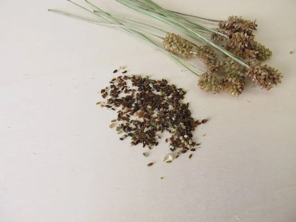 食用のヨモギの種子と花茎 — ストック写真