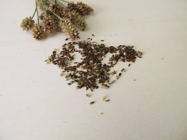 Essbare Spitzwegerich Samen Und Blütenstiele — Stockfoto