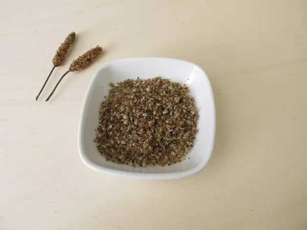 可食用的Ribwort播种机 种子带有种子壳 — 图库照片