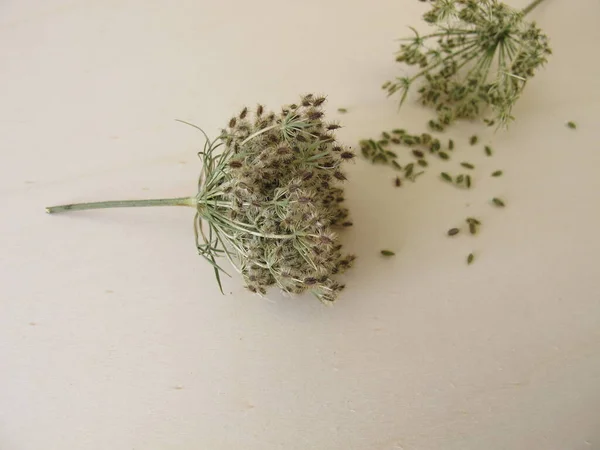 Fruktblomster Och Ätbara Frön Från Den Vilda Moroten — Stockfoto